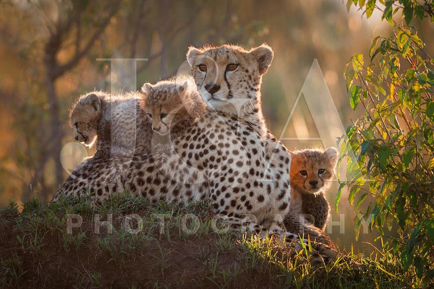 Fine art photographic print by Jonathan and Angela Scott, depicting Shakira the cheetah mother and her three cubs in Kenya.