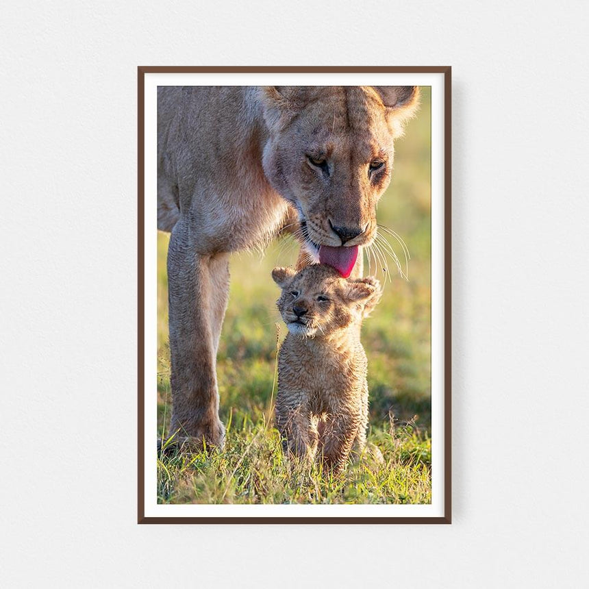 Fine art photographic print by Jonathan and Angela Scott, depicting Cloudy Eye of the Marsh Pride and her 4-month-old cub.