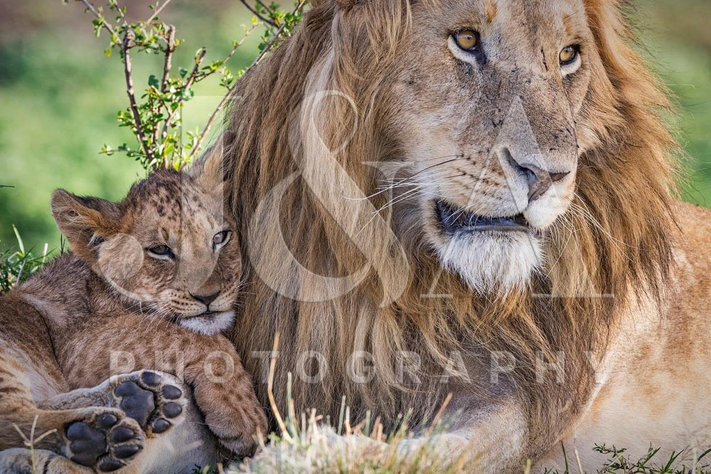 Lion Pride Fathers of Two Cubs Shirt Lion Pride Fathers of 