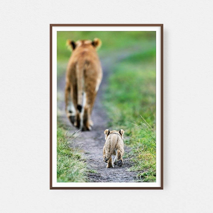 Fine art photographic print by Jonathan and Angela Scott, depicting a lioness, Little Red, followed closely by her cub.