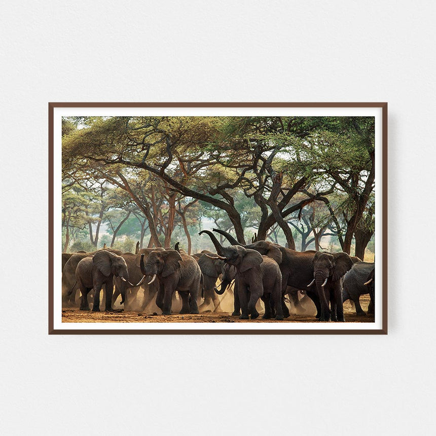 Fine art photographic print by Jonathan and Angela Scott, depicting a herd of elephants greeting each other in Tanzania.