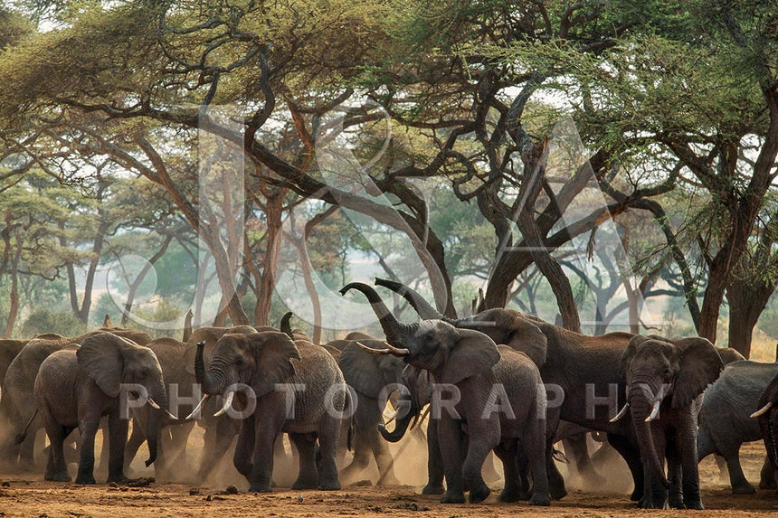 Fine art photographic print by Jonathan and Angela Scott, depicting a herd of elephants greeting each other in Tanzania.