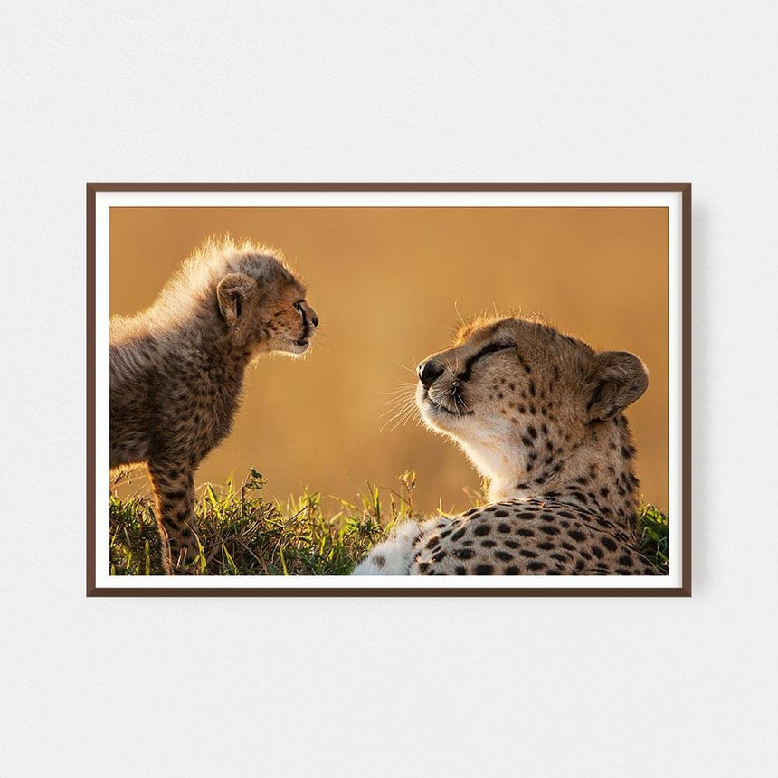 Fine art photographic print by Jonathan and Angela Scott, depicting Honey the cheetah mother and Toto, her little cub.
