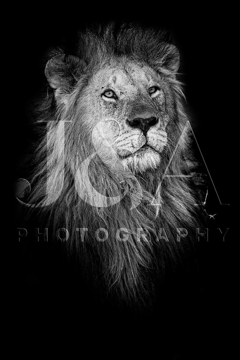 Fine art photographic print by Jonathan & Angela Scott, depicting a stunning black & white portrait of a male lion in Kenya.