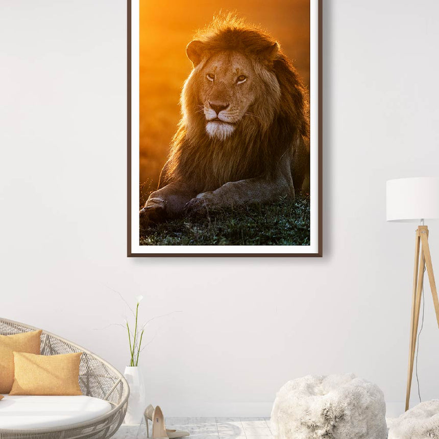 Fine art photographic print by Jonathan and Angela Scott, depicting a stunning male lion at dawn in Maasai Mara, Kenya.