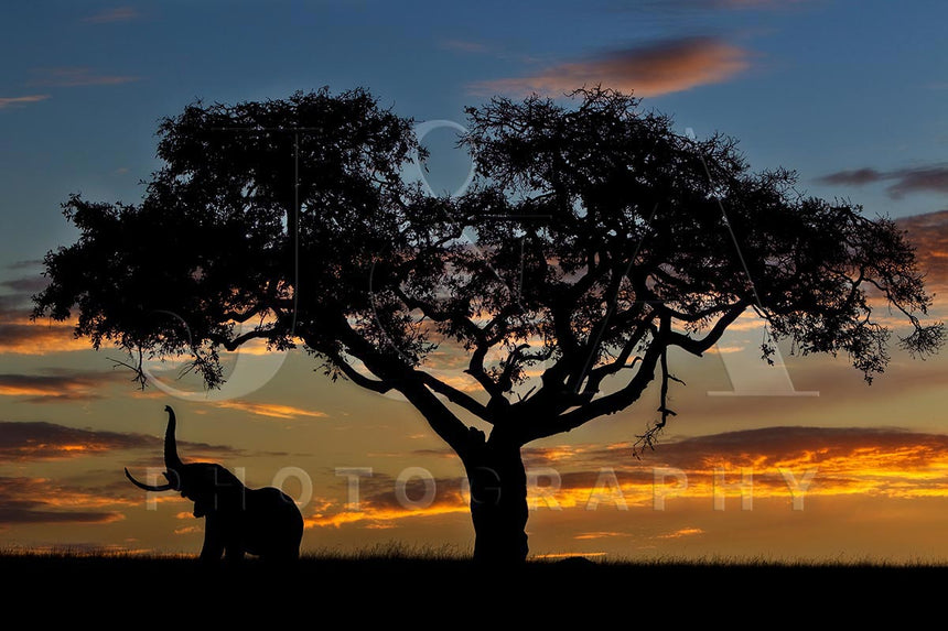 Fine art photographic print by Jonathan and Angela Scott, depicting an elephant under a fig tree in Maasai Mara, Kenya.