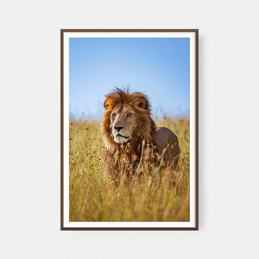 Fine art photographic print by Jonathan and Angela Scott, depicting a male lion amidst the grass in Maasai Mara, Kenya.