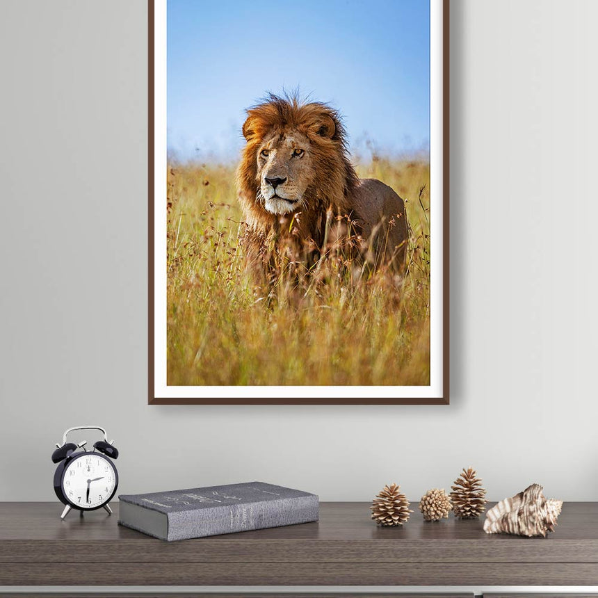 Fine art photographic print by Jonathan and Angela Scott, depicting a male lion amidst the grass in Maasai Mara, Kenya.