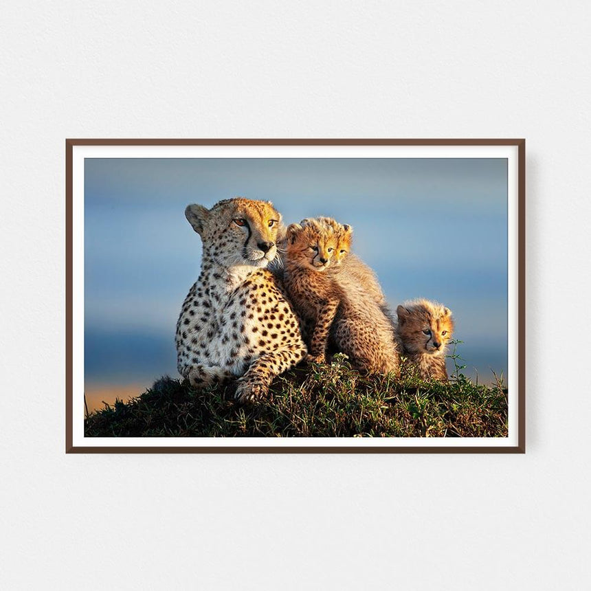 Fine art photographic print by Jonathan and Angela Scott, depicting Shakira cuddling her cheetah cubs in Maasai Mara, Kenya.