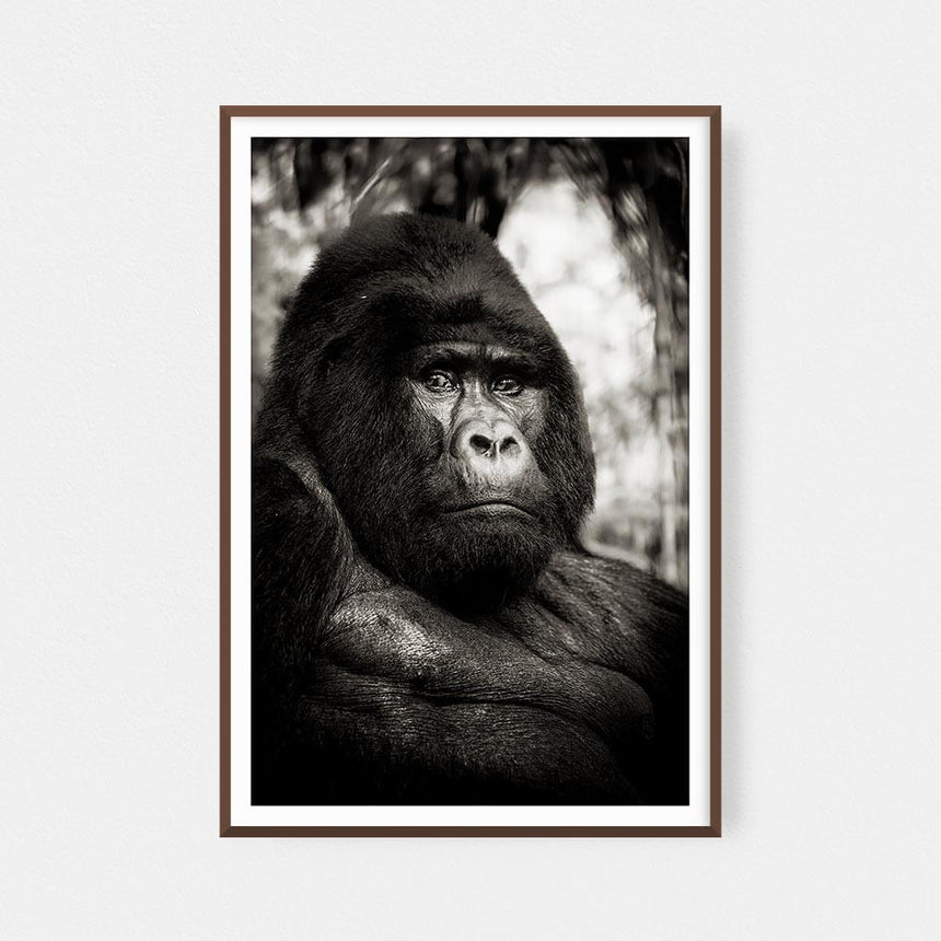 Fine art photographic print by Jonathan and Angela Scott, depicting "Handsome" the male gorilla in Uganda.