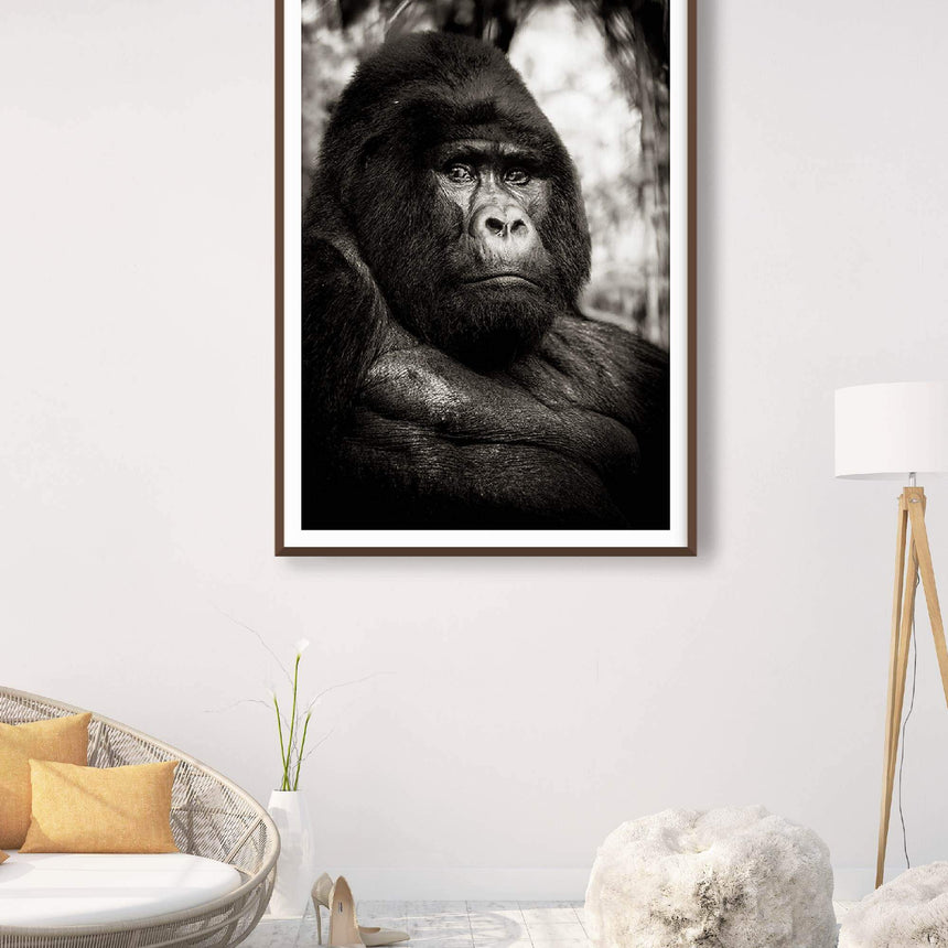 Fine art photographic print by Jonathan and Angela Scott, depicting "Handsome" the male gorilla in Uganda.