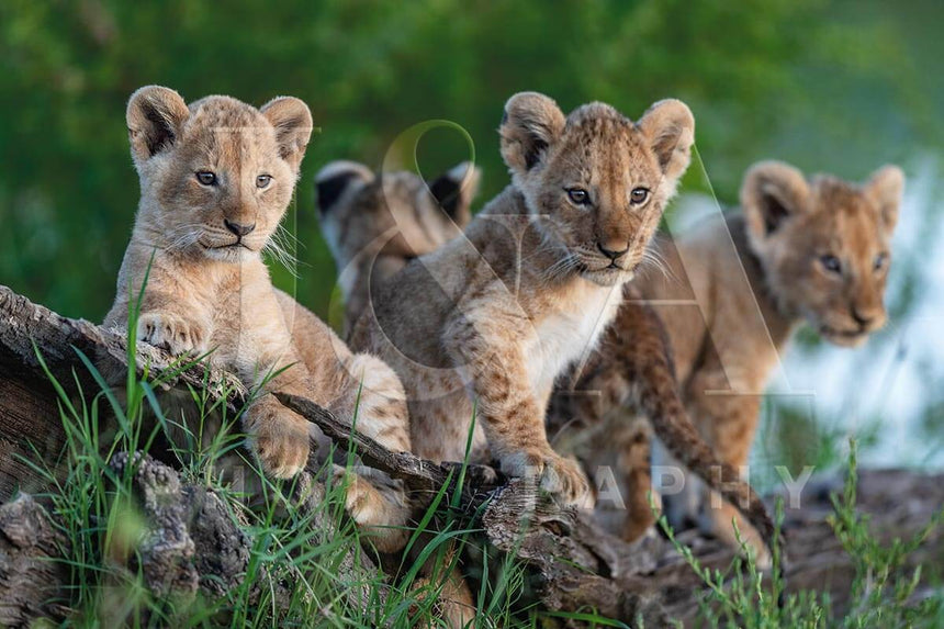 Fine art photographic print by Jonathan & Angela Scott, depicting 4 curious lion cubs on the lookout in Masai Mara, Kenya.