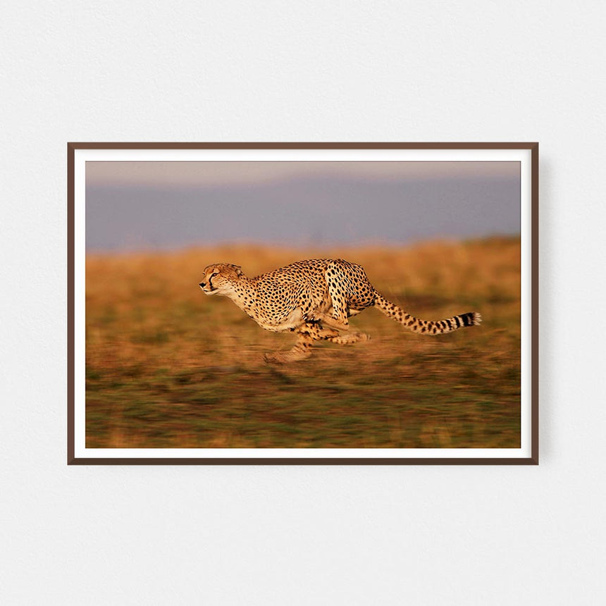 Fine art photographic print by Jonathan and Angela Scott, depicting Kike the cheetah mother mid-hunt in Maasai Mara, Kenya.