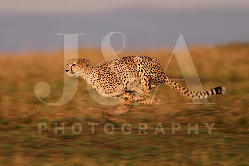 Fine art photographic print by Jonathan and Angela Scott, depicting Kike the cheetah mother mid-hunt in Maasai Mara, Kenya.