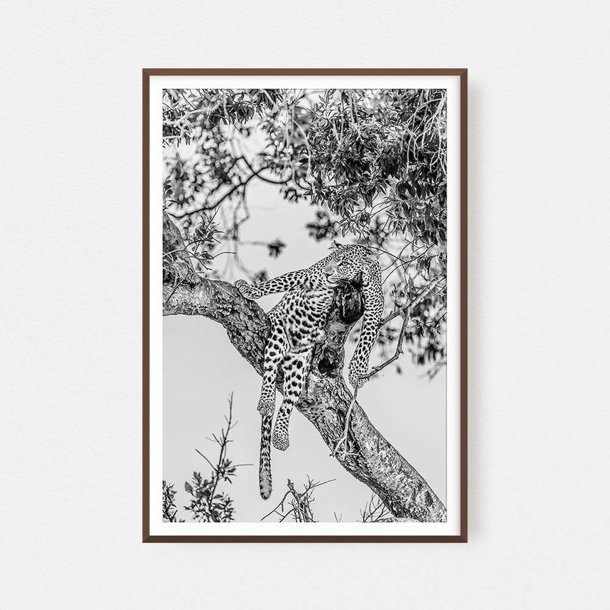 Fine art photographic print by Jonathan and Angela Scott, depicting a stunning leopard relaxing in a tree in the Maasai Mara.