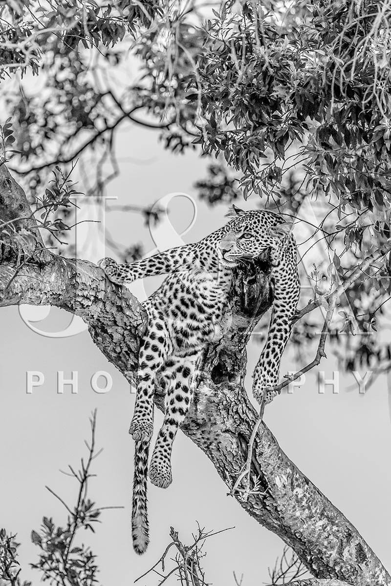 Fine art photographic print by Jonathan and Angela Scott, depicting a stunning leopard relaxing in a tree in the Maasai Mara.