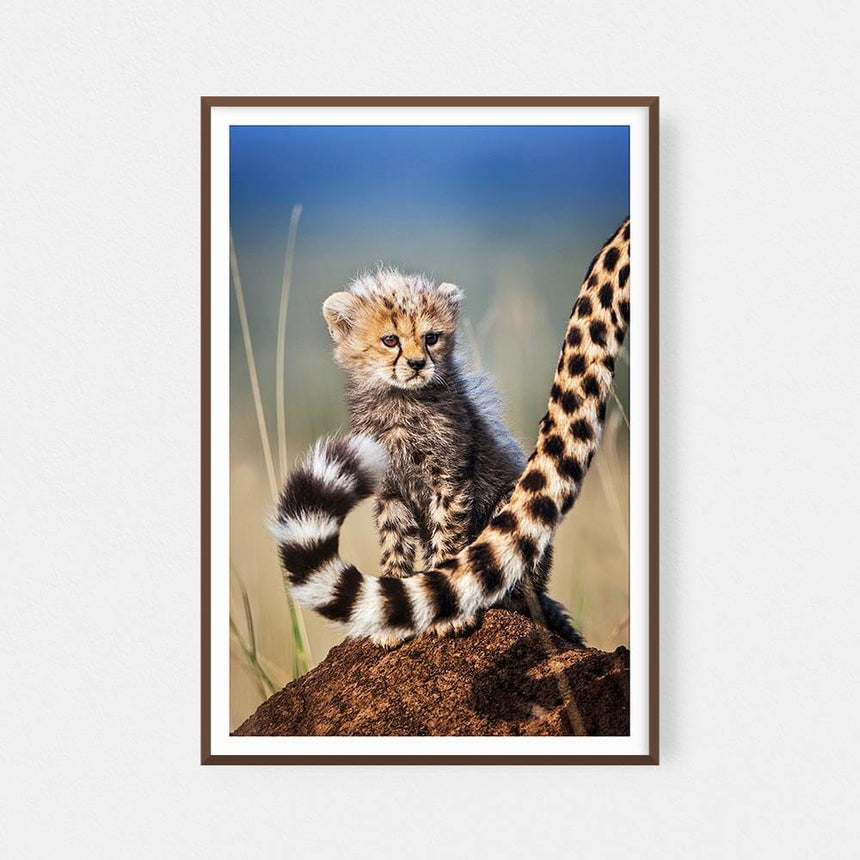 Fine art photographic print by Jonathan and Angela Scott, depicting Toto the cheetah cub legend in Maasai Mara, Kenya.