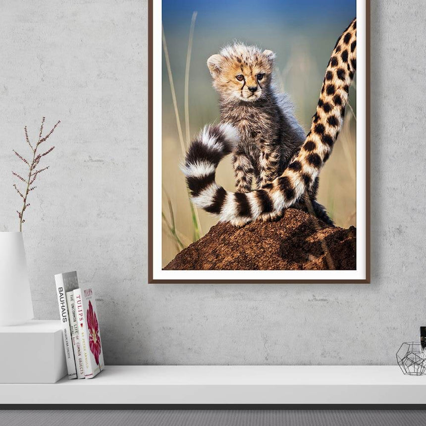 Fine art photographic print by Jonathan and Angela Scott, depicting Toto the cheetah cub legend in Maasai Mara, Kenya.