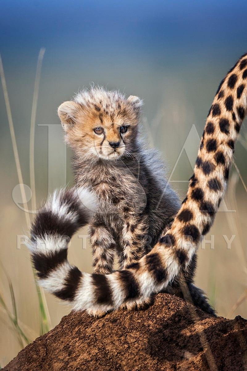 Fine art photographic print by Jonathan and Angela Scott, depicting Toto the cheetah cub legend in Maasai Mara, Kenya.