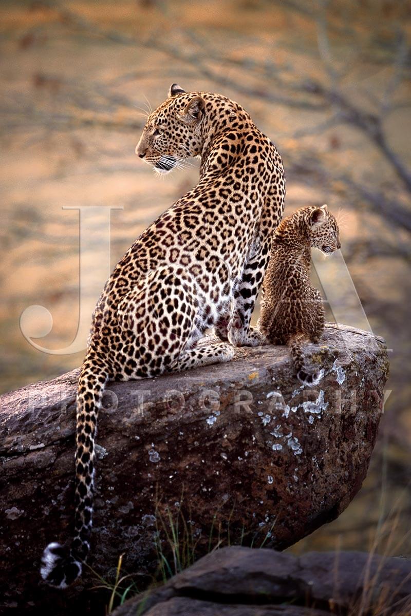 Fine art photographic print by Jonathan and Angela Scott, depicting Zawadi the leopard mother and Safi, her cub, in Kenya.