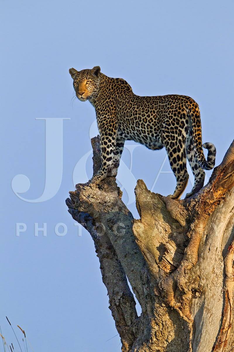 Fine art photographic print by Jonathan and Angela Scott, depicting leopard mother Zawadi perched on tree stump in Kenya.