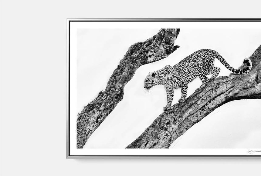 Featured Artwork | Bahati, The Spotted One