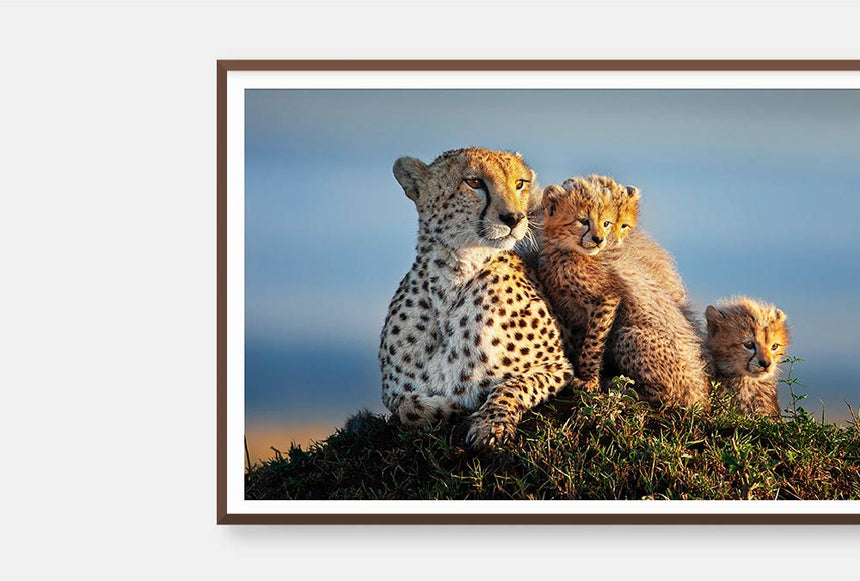 Featured Artwork | Shakira and Cubs