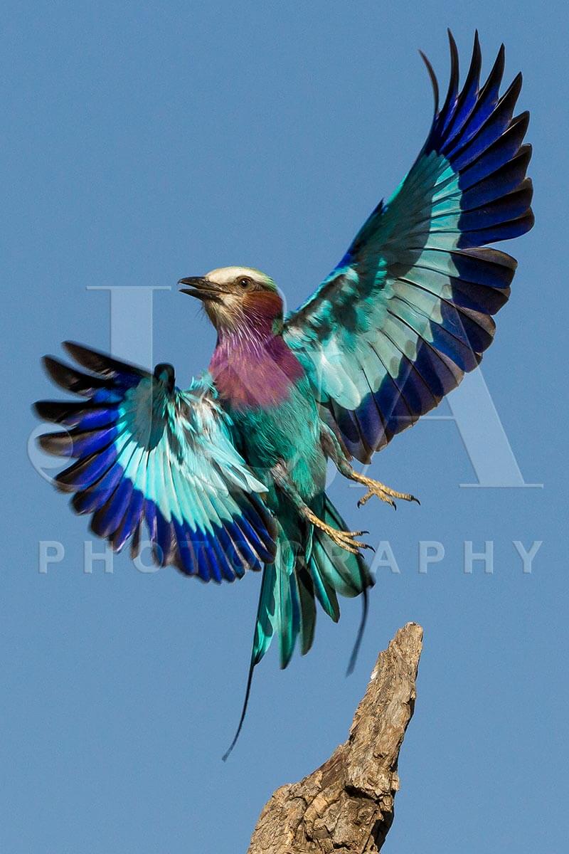 Fine art photographic print by Jonathan and Angela Scott, depicting a lilac-breasted roller in the Maasai Mara, Kenya.