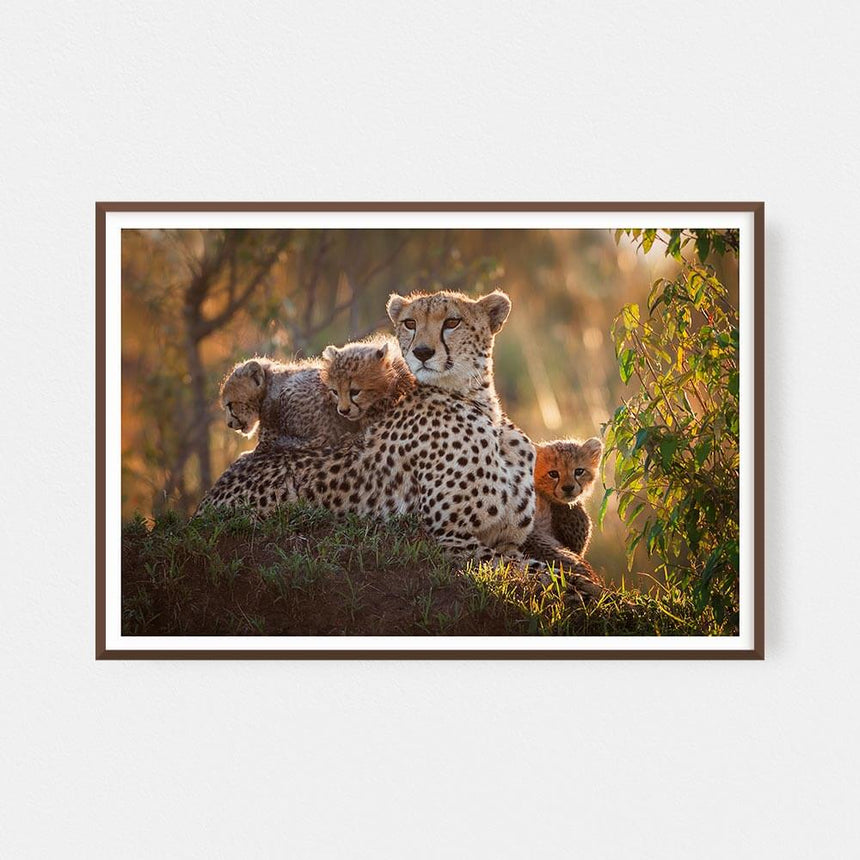 Fine art photographic print by Jonathan and Angela Scott, depicting Shakira the cheetah mother and her three cubs in Kenya.