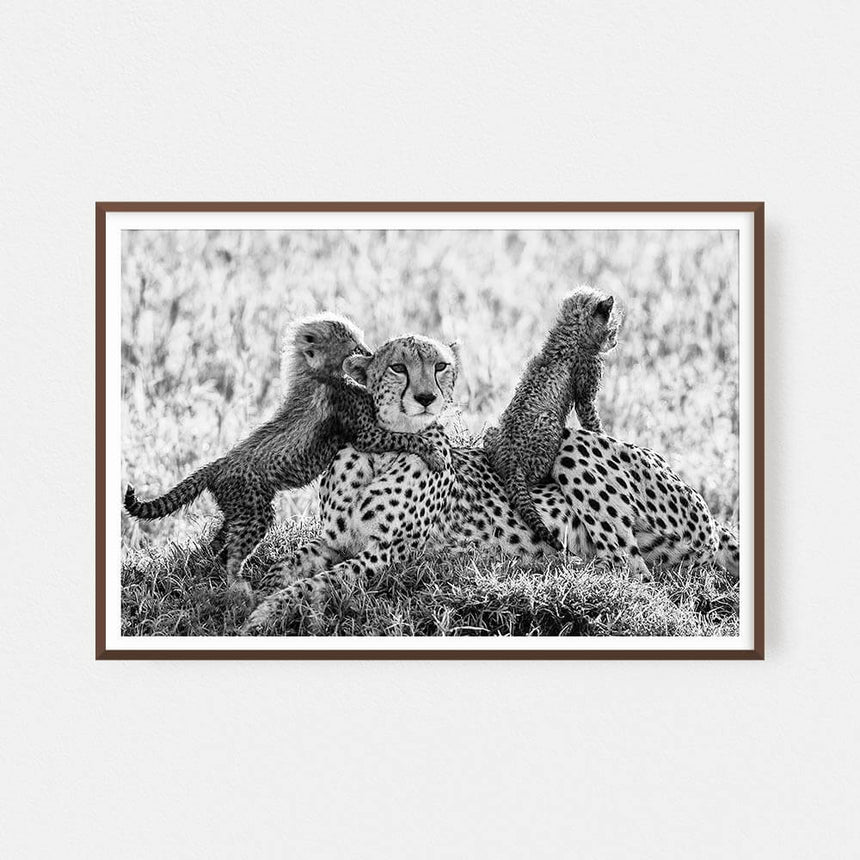 Fine art photographic print by Jonathan and Angela Scott, depicting Toto the cheetah cub legend in Maasai Mara, Kenya.