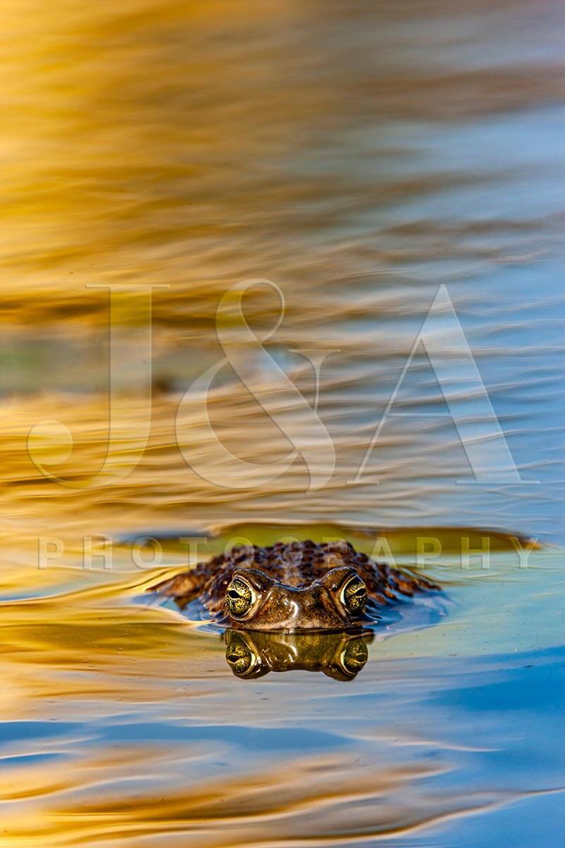 Fine art photographic print by Jonathan and Angela Scott, depicting a frog swimming through beautiful water in Argentina.
