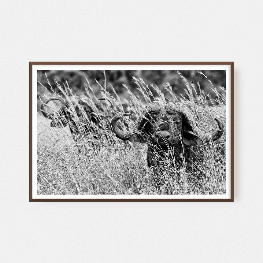 Fine art photographic print by Jonathan and Angela Scott, depicting a striking male buffalo amidst the grass in Kenya.