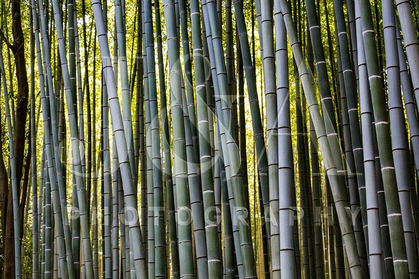 Fine art photographic print by Jonathan and Angela Scott, depicting a beautiful bamboo maze in Japan.