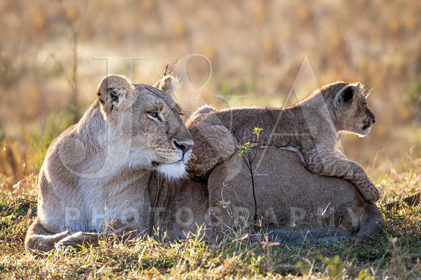 Fine art photographic print by Jonathan and Angela Scott, depicting a lioness and her cub at dawn in Maasai Mara, Kenya.