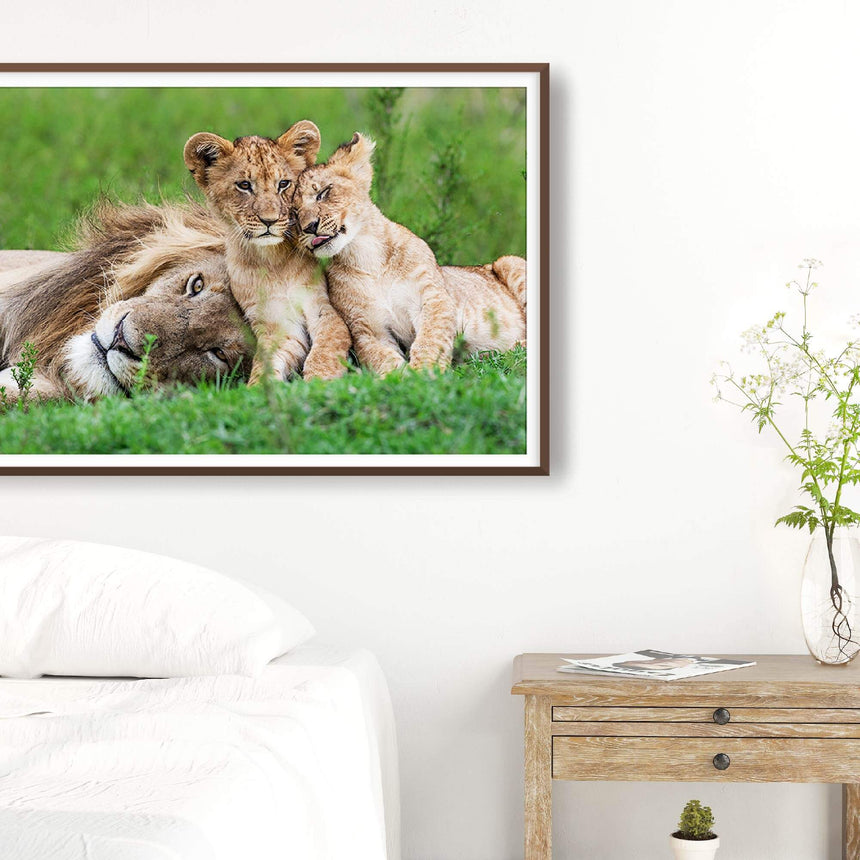 Fine art photographic print by Jonathan and Angela Scott, depicting the male lion Askari with two male cubs, Moja and Solo.