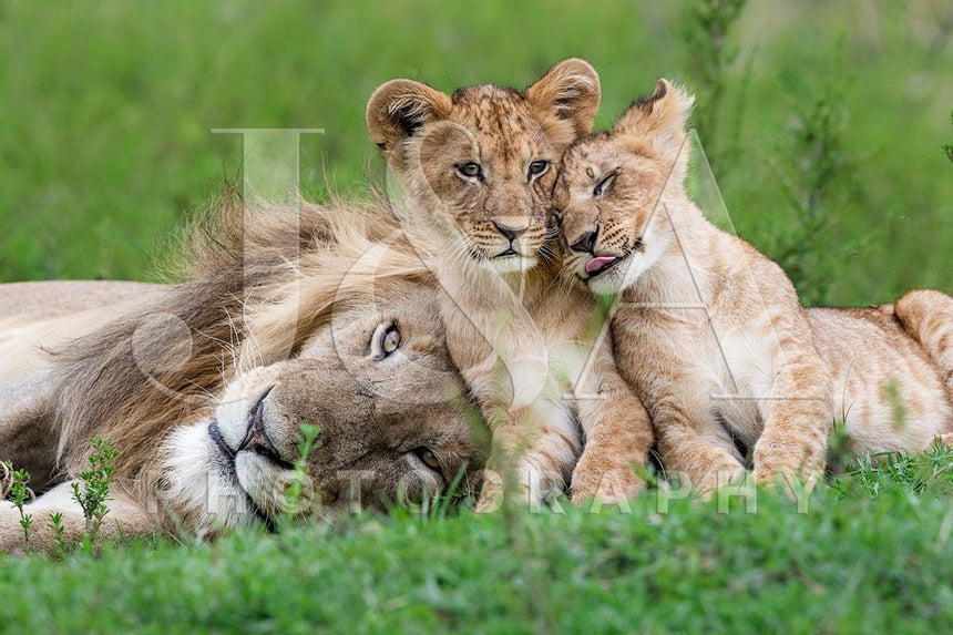 Fine art photographic print by Jonathan and Angela Scott, depicting the male lion Askari with two male cubs, Moja and Solo.