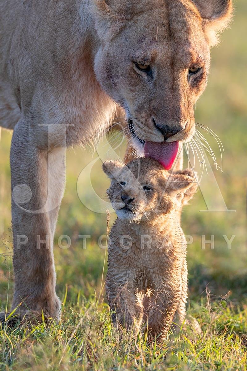 Fine art photographic print by Jonathan and Angela Scott, depicting Cloudy Eye of the Marsh Pride and her 4-month-old cub.