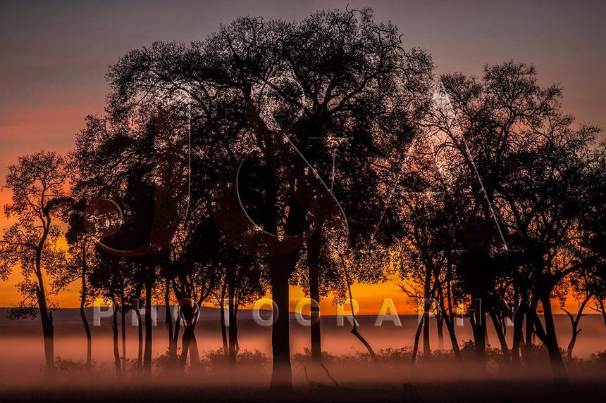 Fine art photographic print by Jonathan and Angela Scott, depicting the silhouette of trees at dawn in Maasai Mara, Kenya.