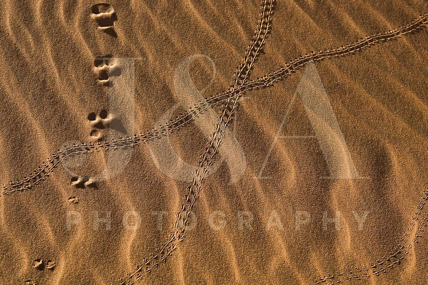 Fine art photographic print by Jonathan and Angela Scott, depicting footprints in the sand in Sossusvlei, Namibia.