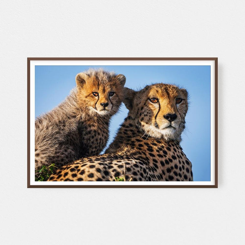 Fine art photographic print by Jonathan and Angela Scott, depicting Shakira the cheetah and cub Duma in Maasai Mara, Kenya.
