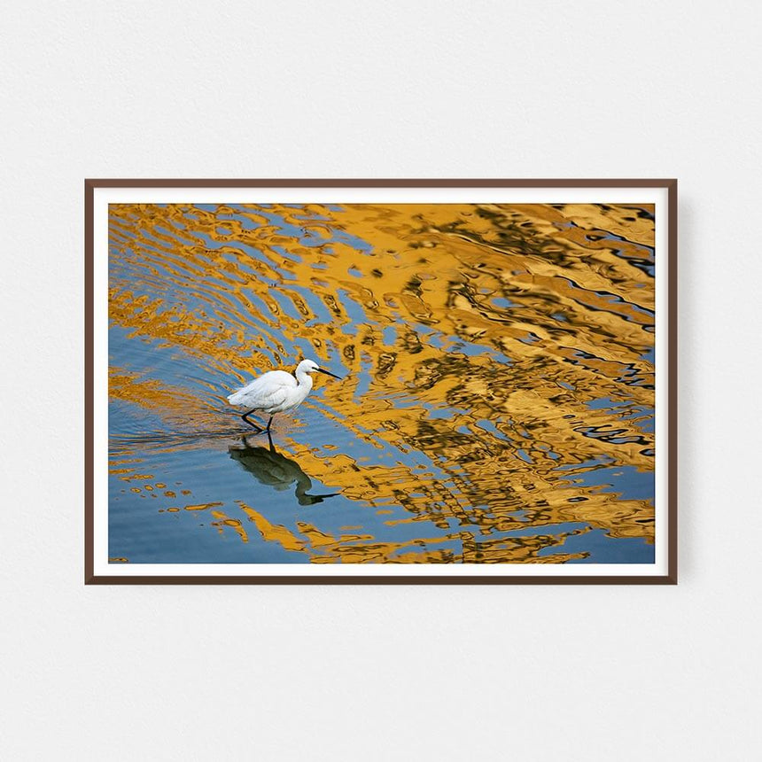 Fine art photographic print by Jonathan and Angela Scott, depicting a beautiful egret walking across water in Jaipur, India.