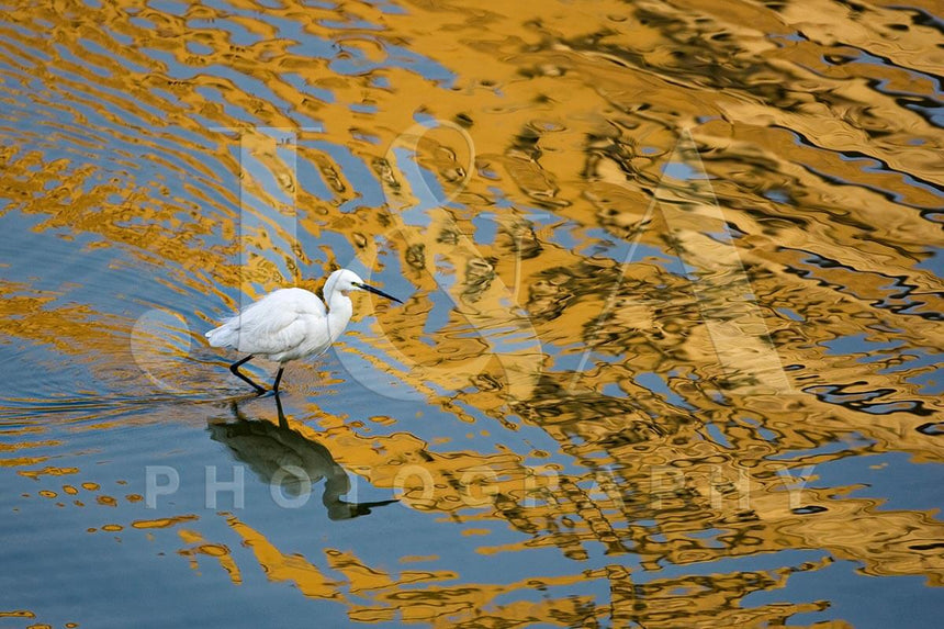 Fine art photographic print by Jonathan and Angela Scott, depicting a beautiful egret walking across water in Jaipur, India.