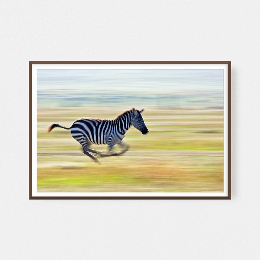 Fine art photographic print by Jonathan and Angela Scott, depicting a beautiful zebra running in Maasai Mara, Kenya.