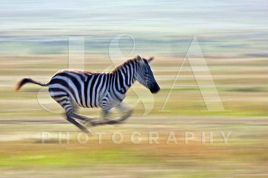 Fine art photographic print by Jonathan and Angela Scott, depicting a beautiful zebra running in Maasai Mara, Kenya.