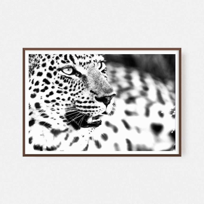 Fine art photographic print by Jonathan & Angela Scott, depicting a black & white portrait of a leopard in Masai Mara, Kenya.
