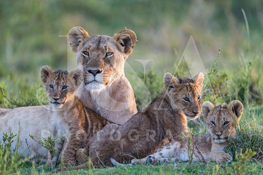 Fine art photographic print by Jonathan and Angela Scott, depicting Dada the lioness and her 3 cubs in Maasai Mara, Kenya.