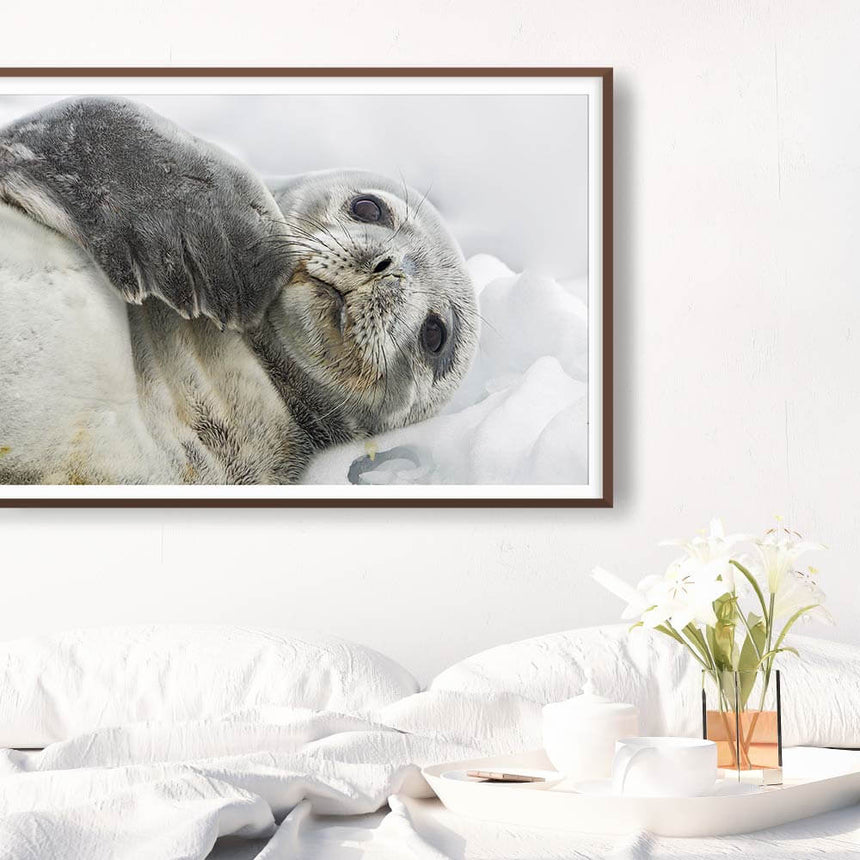 Fine art photographic print by Jonathan and Angela Scott, depicting a playful seal in Antarctica.