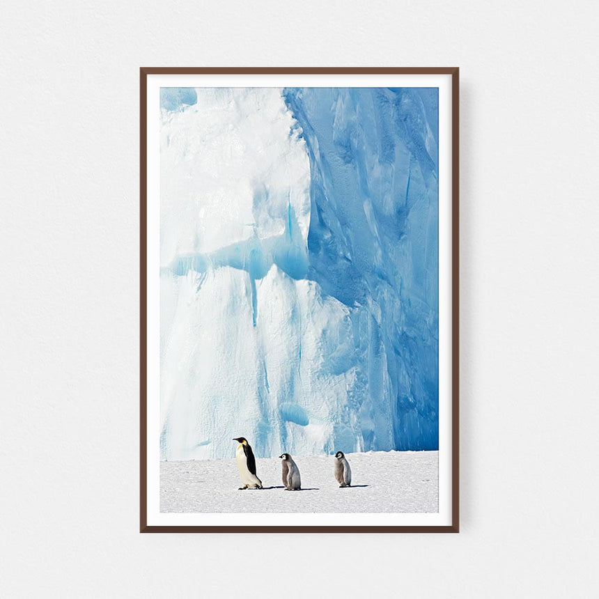 Fine art photographic print by Jonathan and Angela Scott, depicting emperor penguin chicks following the leader in Antarctica.