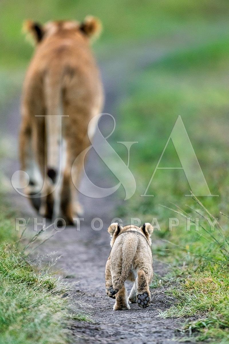 Fine art photographic print by Jonathan and Angela Scott, depicting a lioness, Little Red, followed closely by her cub.