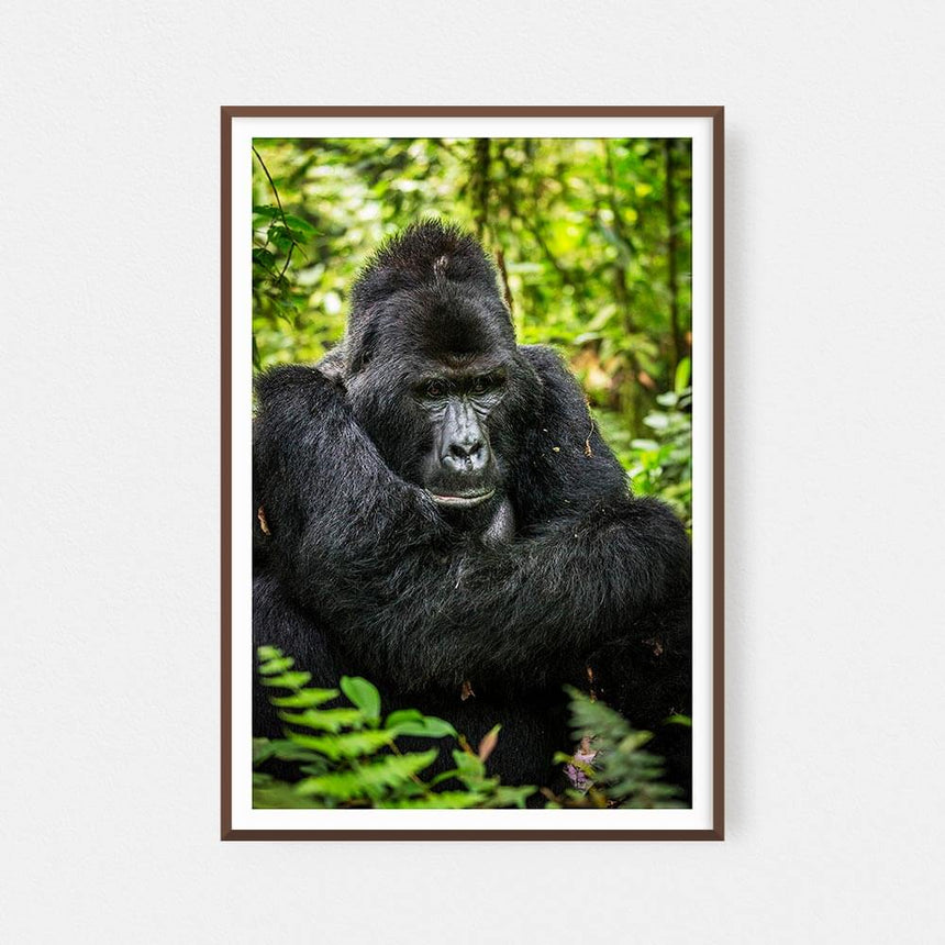 Fine art photographic print by Jonathan and Angela Scott, depicting a silverback male gorilla in the foliage in Uganda.
